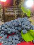 Продам виноград Изабеллу и киш миш  для компотов,вина  засолки вкусней