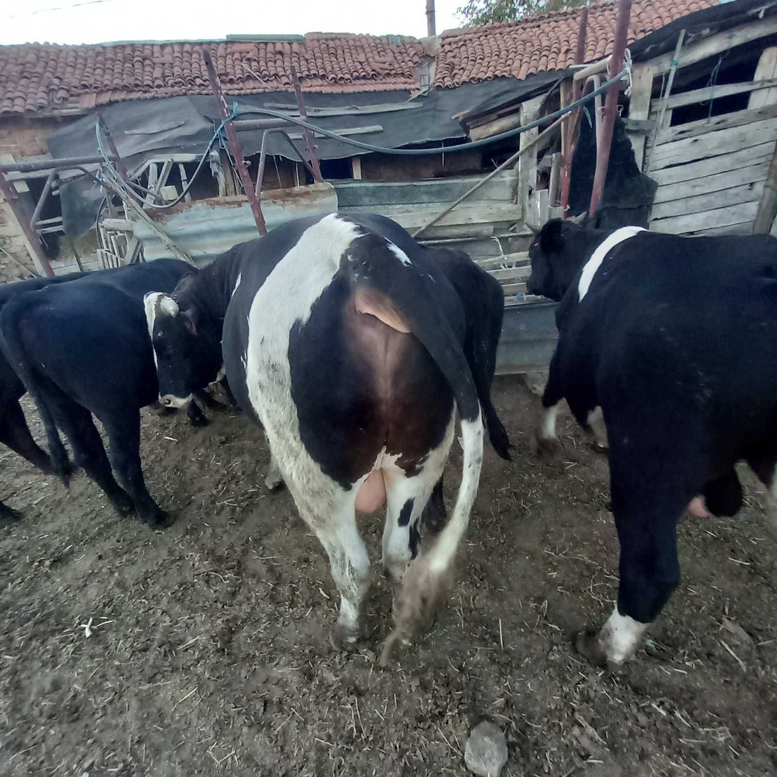 Продавам крави и телета