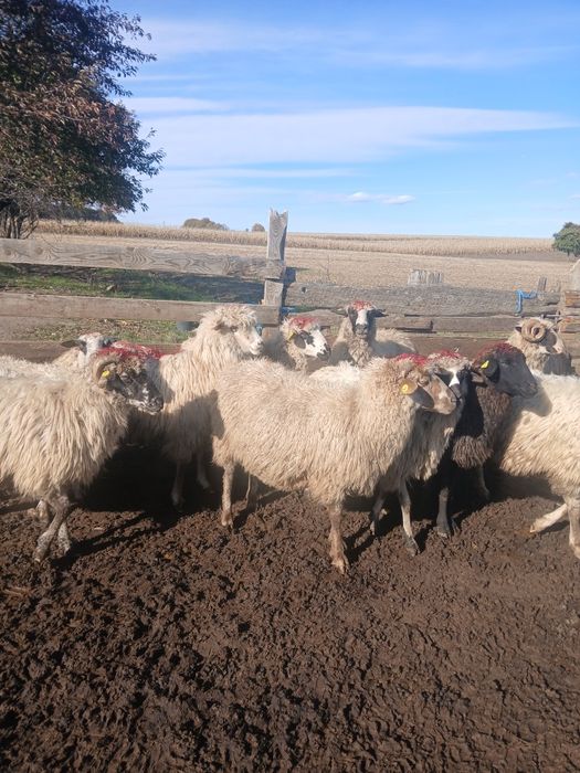 Vând 10 oi grase,  bune la gură,  doi niori țigai și doi cârlani mari