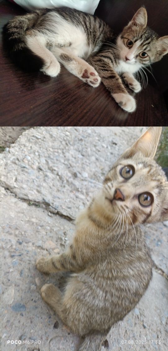 Котята в добрые руки
