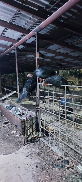 Induk sotiladi soni 6 ta makion 2 ta erkak