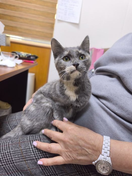 Пристраивается кошечка