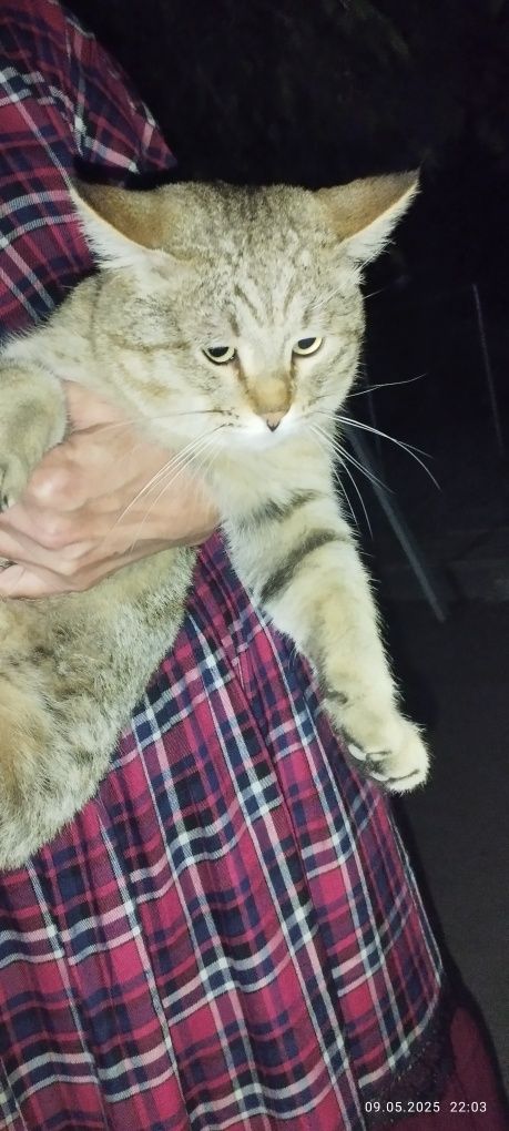 Пристраивается котик
