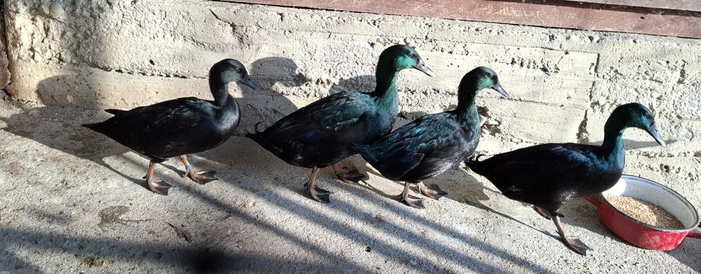 Rațe Smarald, Trimit în țară