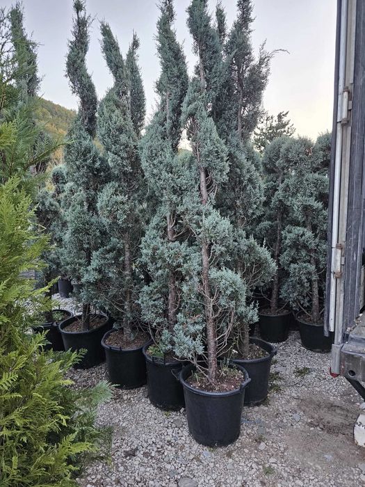 Artar roșu japonez – decor elegant, transport și montare inclusă