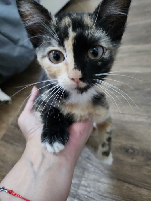 Подарявам женско коте