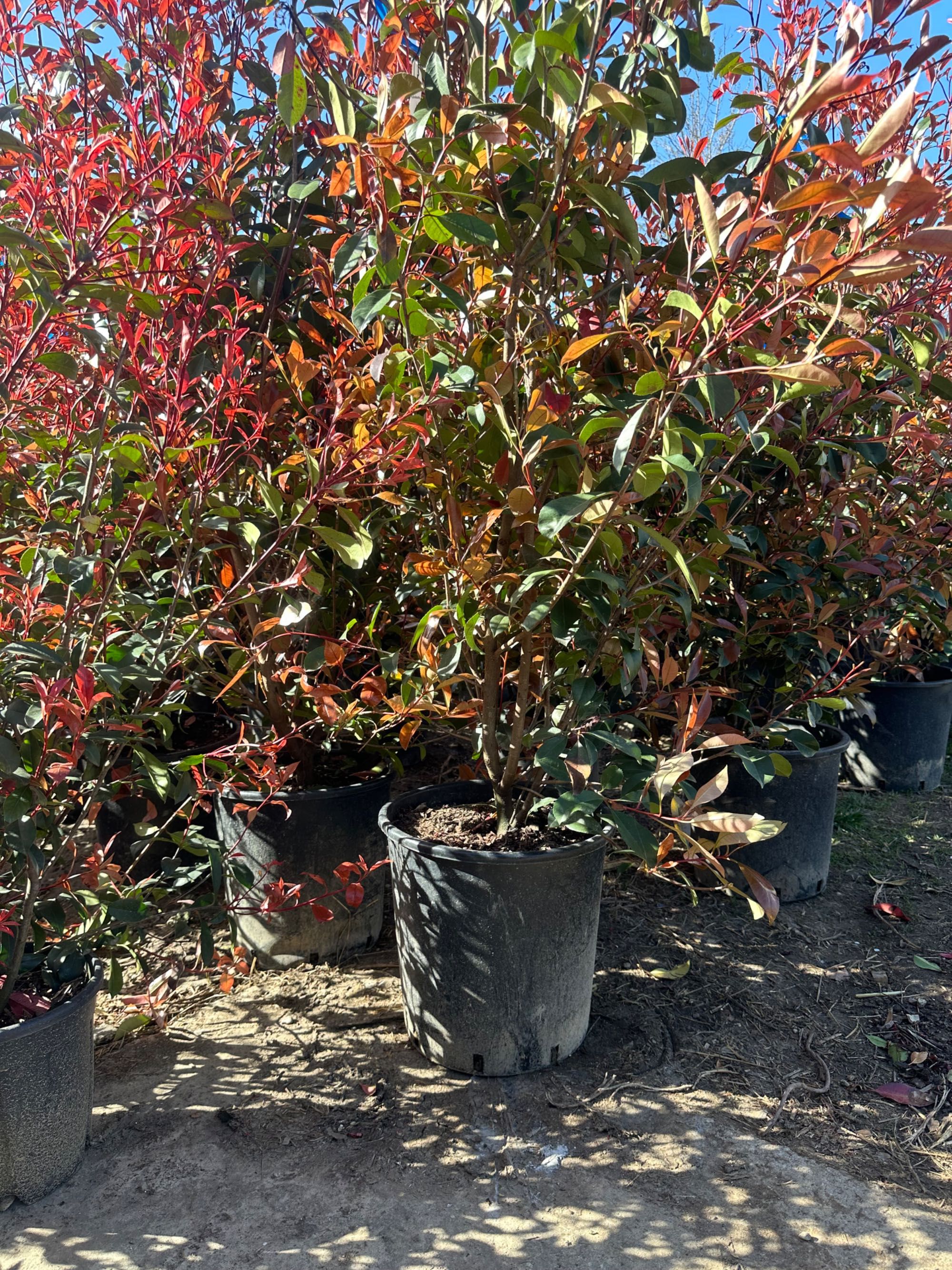 Photinia red robin spalier