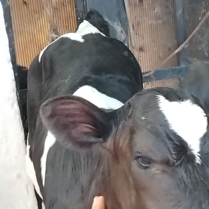 Vând un Tăuraș belgian