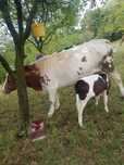 Vand 2 vaci tinere, una cu vitea sub ea, crescute pe gard electric