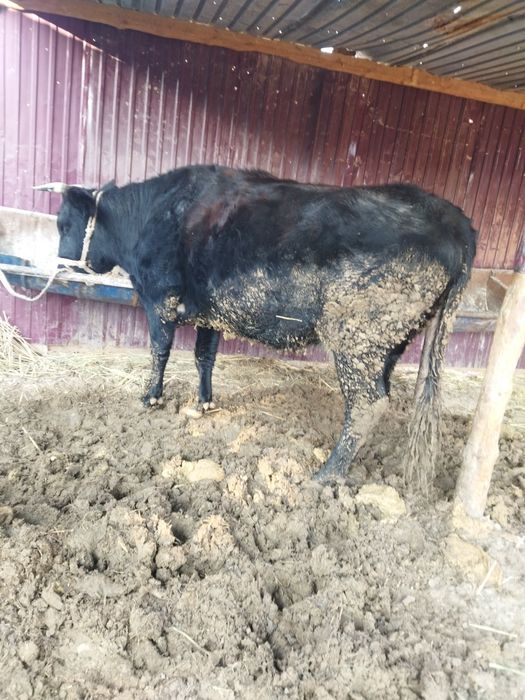 Семиз бордакы уш Туган  сиыр сатылады