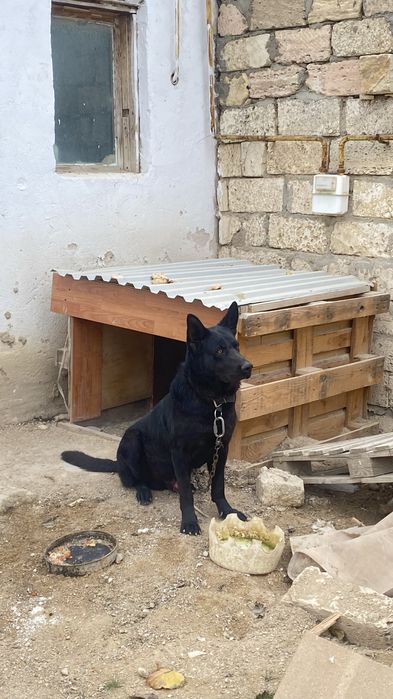 Собака белгиский