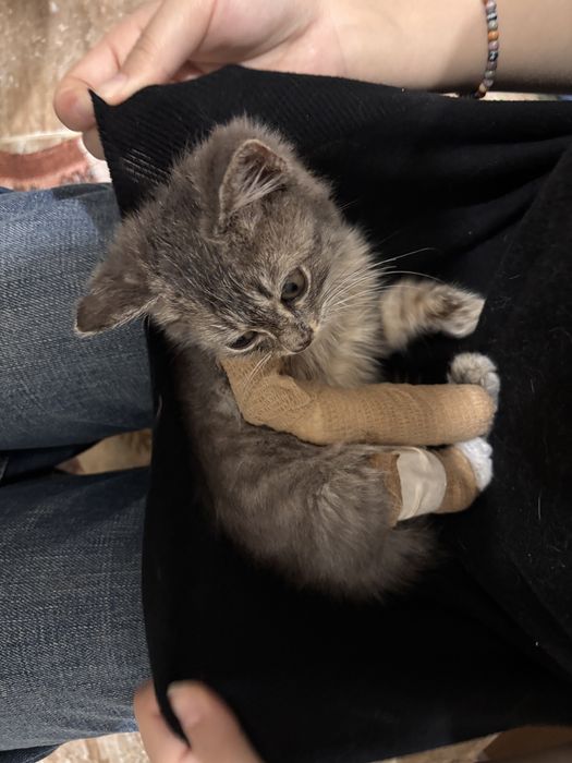 Ищем человека готового забрать котенка и ухаживать за ним