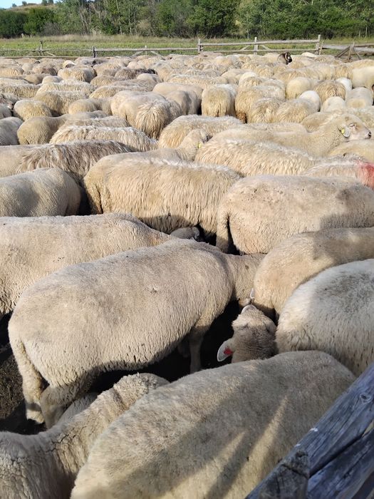 Vând oi reformă grase