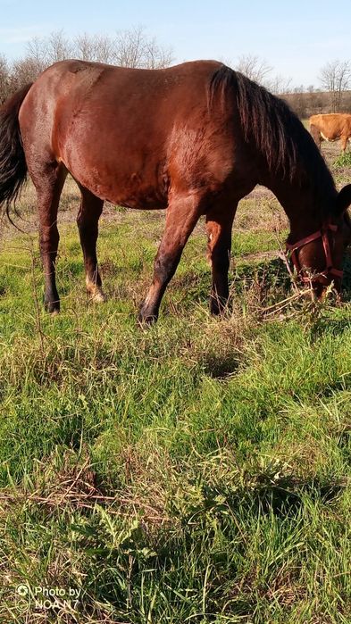 Vând mânză de 2 ani