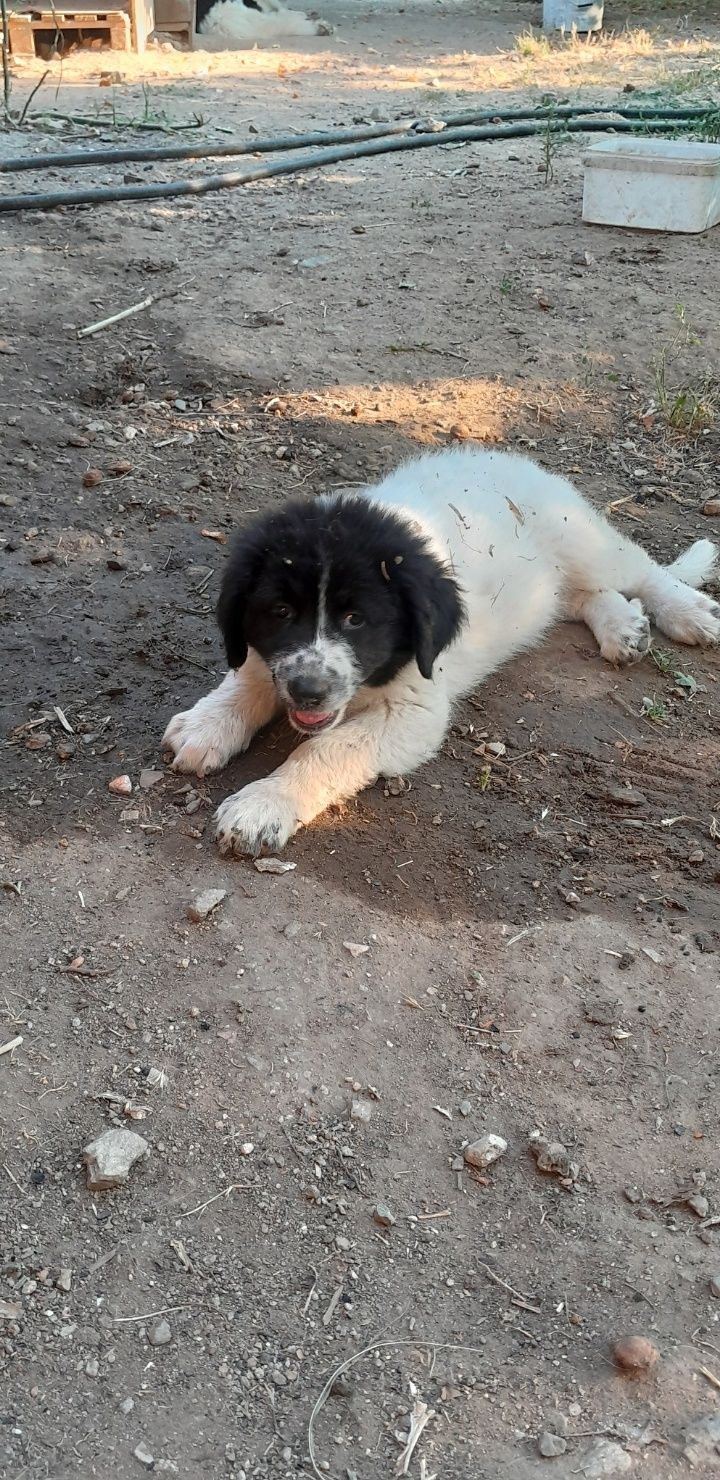 Кученца БОК на 2 месеца