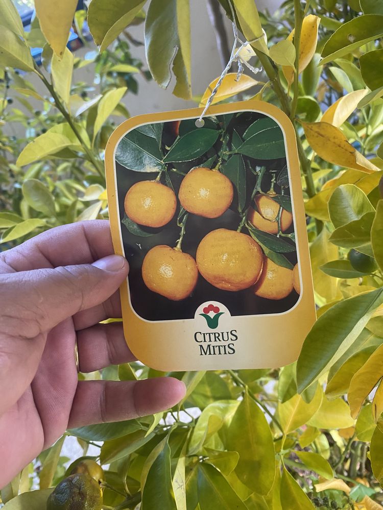 Pomi fructiferi si citrice