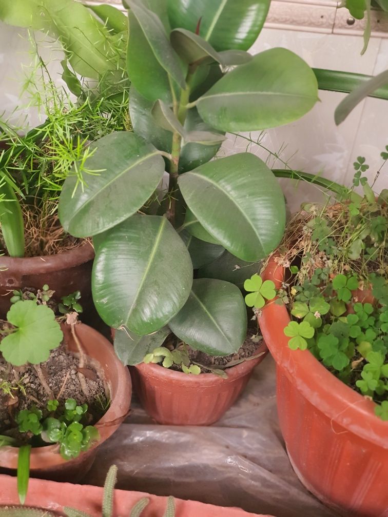 Xona gullari Ficus, Arma VA boshqa xona gullari  gullar