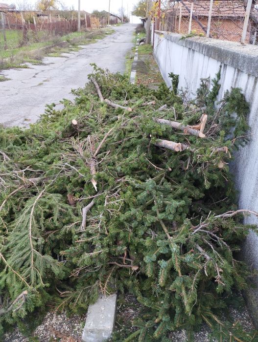 Подарявам борова дървесина за горене от 15 метров бор. Село Симеоново.