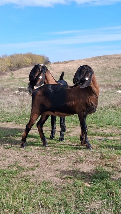 Vând capre Anglo Nubiene cu Pedigree