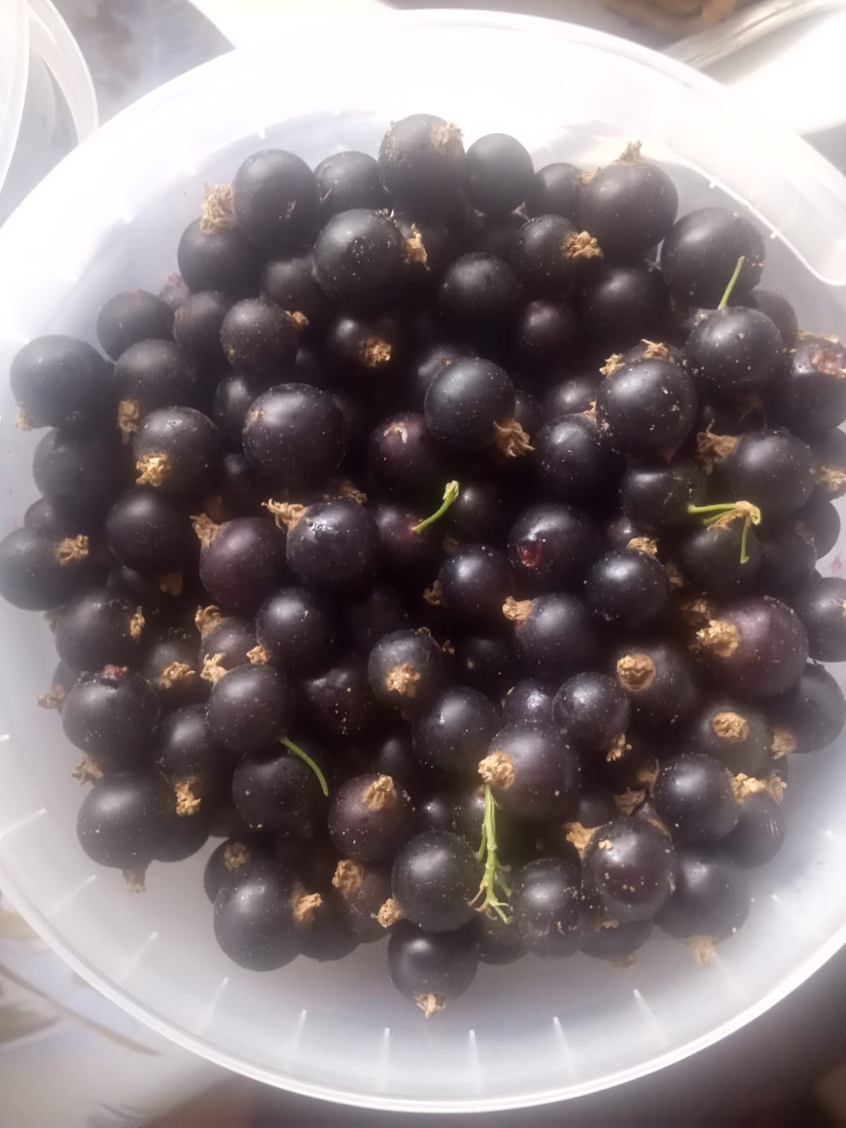 продам разную ягоду