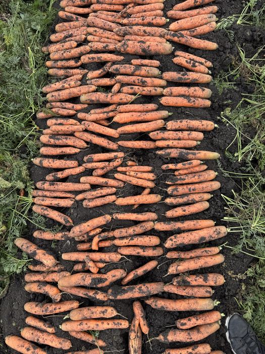 Morcov Disponibil Cantitati Mari