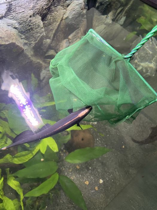 Apteronotus albifrons(peste cutit)