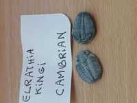 Fosile Cambrian Elrathia Kingi