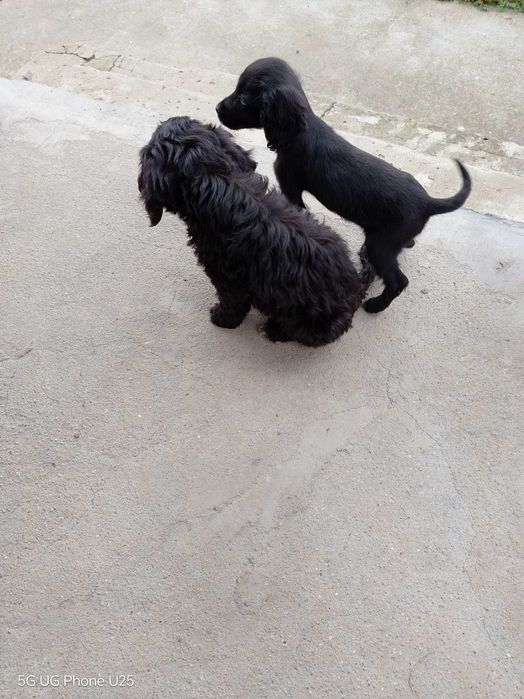 Кучета за трюфели