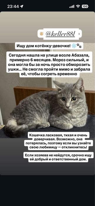 Отдадим котенка в руки хорошие