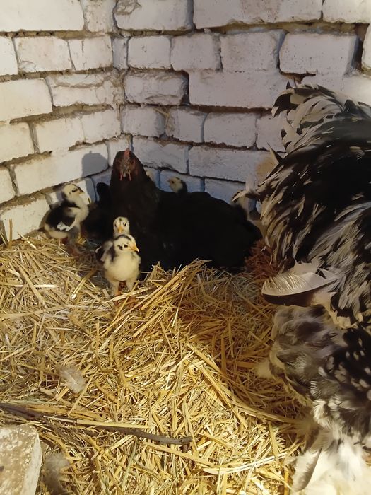 Брама жожалар ва она Товук ва жожалар сотилади кора Шахзола ва Брама М