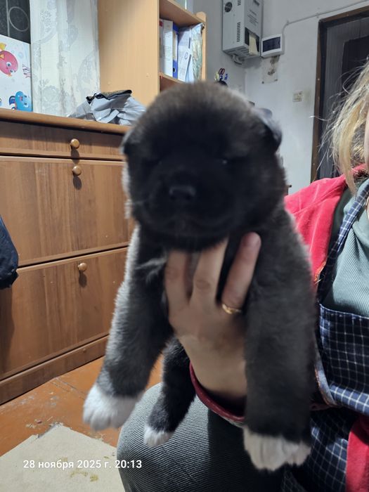 Щенки Американской Акиты