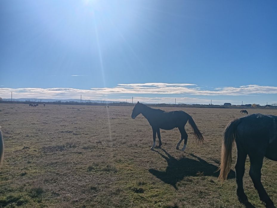 Vând mânză de lipițan pedigree în vârstă de 1 an echitație trasura