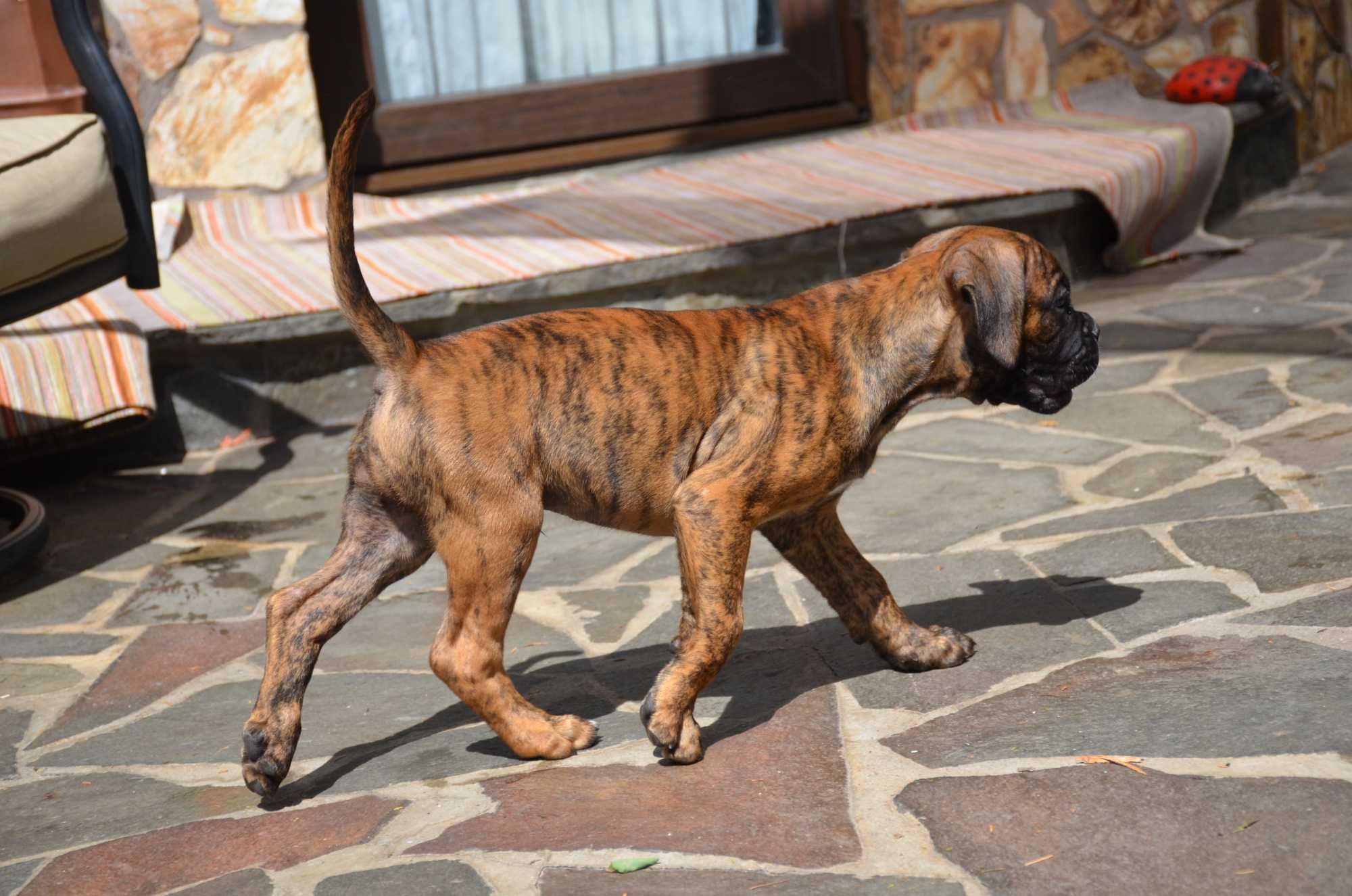 Boxer     German