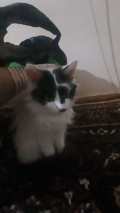 Mushuk sotiladi kiz bola