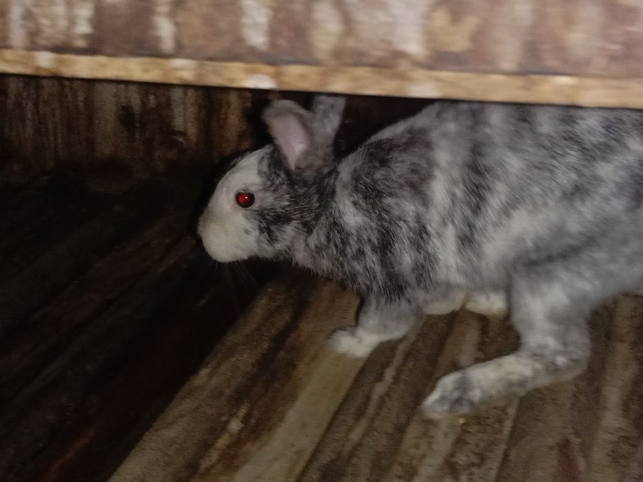 Продам кролика породы японский сатин самка ей 4 месяцев