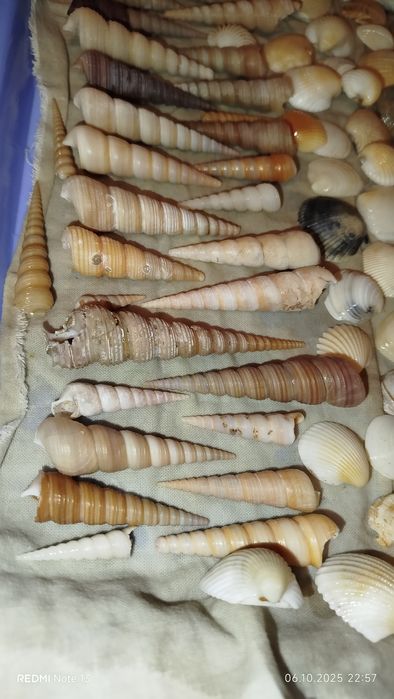 Ракушки- натуральные дары моря