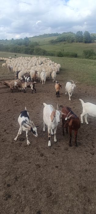 Vând capre și ieduțe