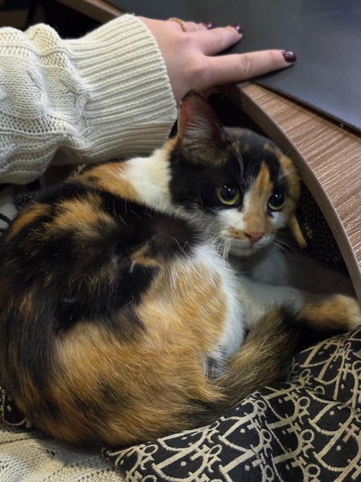 Котенок в добрые руки