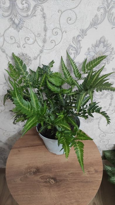 Комнатные растения. Цветы