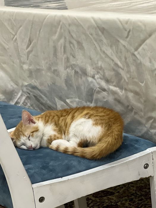 Рыжий котенок, домашний