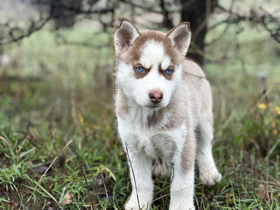 Femela husky(exemplar deosebit)!