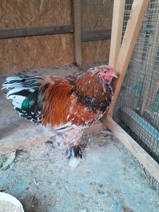 Vând cocosi de araucana și Brahma portelan