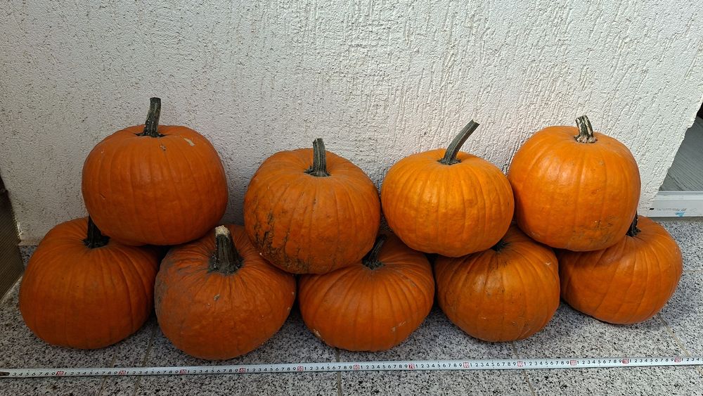 Dovleci decorativi si tărtăcuțe