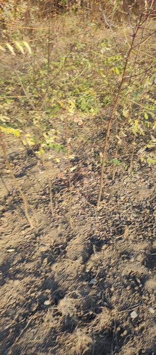 Puieți salcâm frasin mesteacăn fag carpen tei