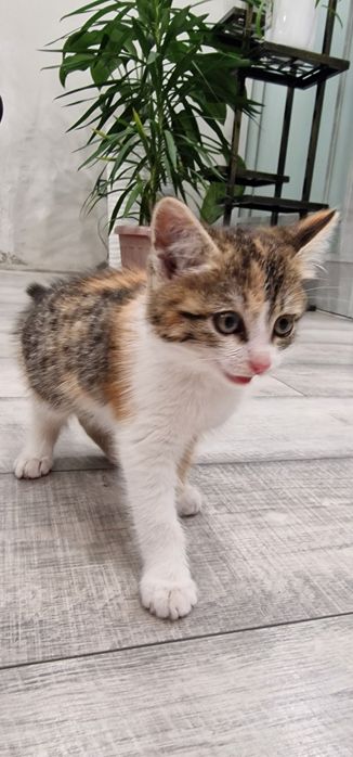 Отдам котёнка в добрые руки