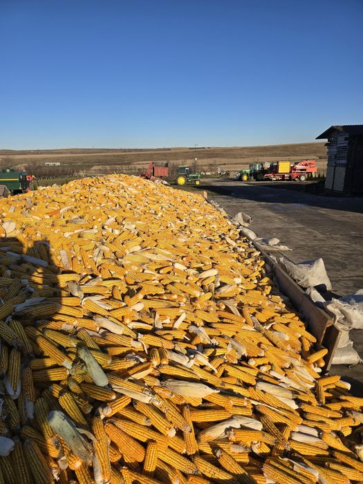Vând porumb știuleți .