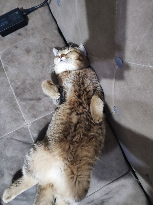 Продается британский котенок