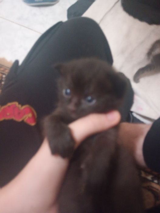 Pui de pisică de 3 săptămâni