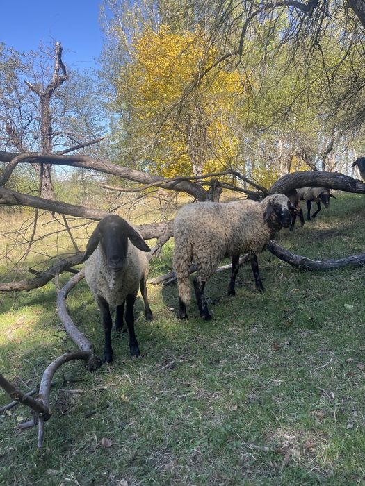 Vand oi , verifica descrierea