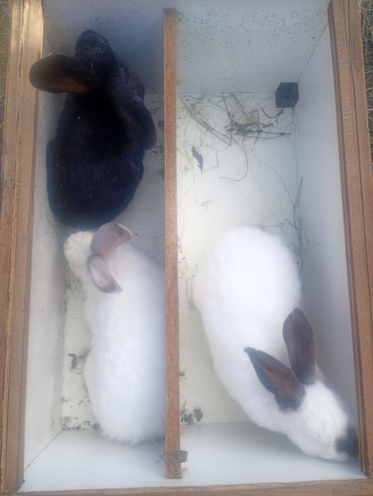 Vând iepuri de rasa